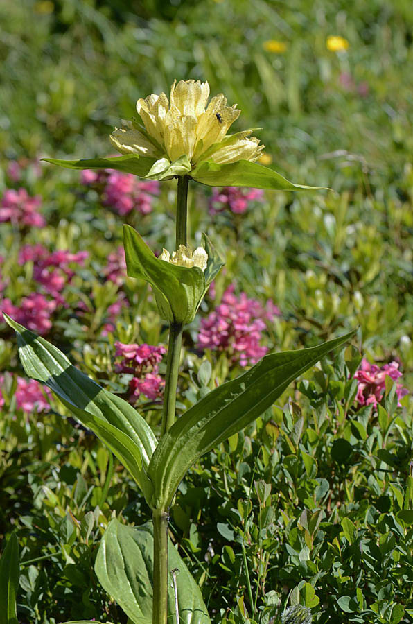 Gentiana punctata / Genziana punteggiata